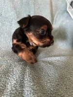 Beau, a male Yorkshire Terrier for sale in Holly Pond, AL – Photo 2 of 8