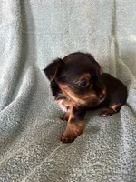 Beau, a male Yorkshire Terrier for sale in Holly Pond, AL – Photo 4 of 8