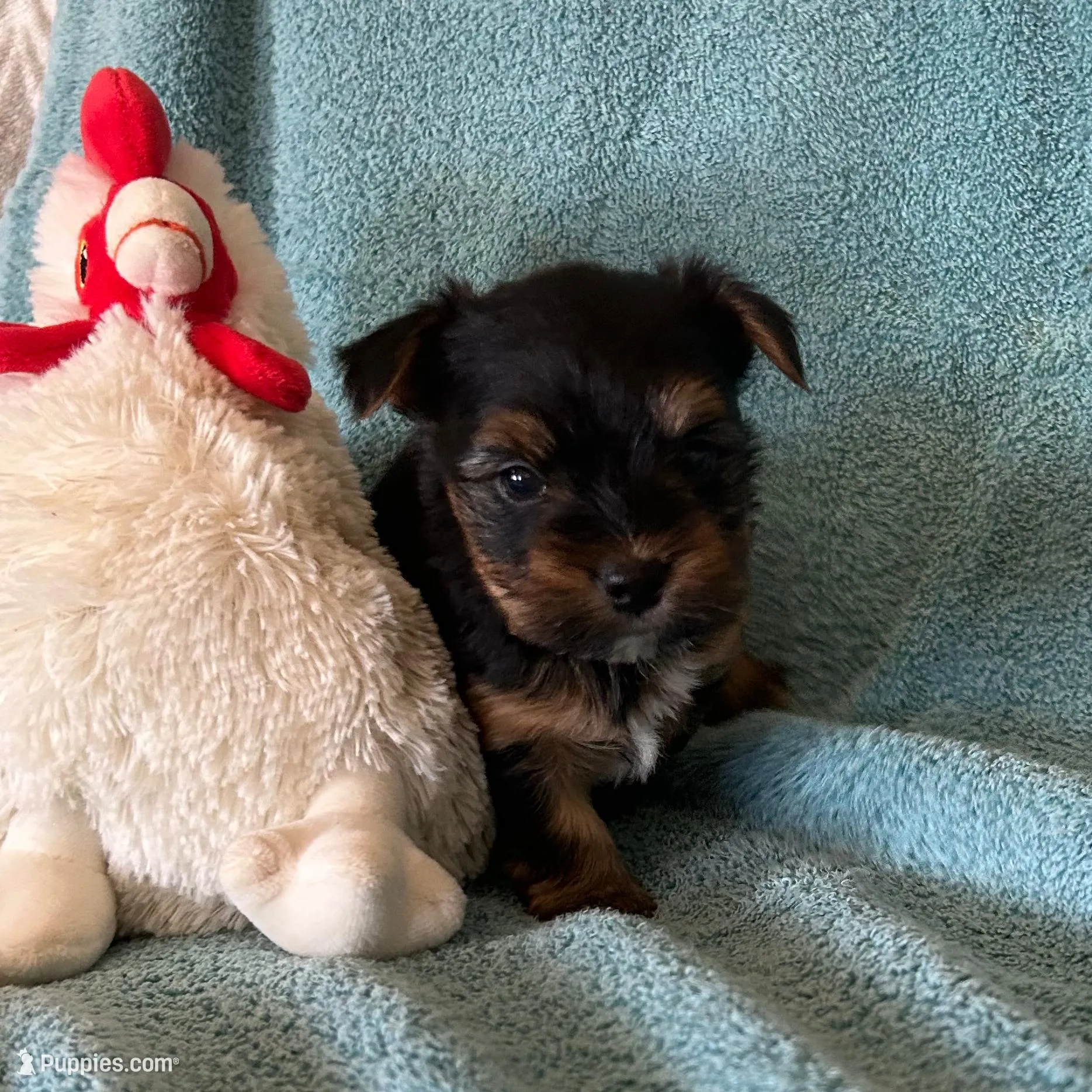 Beau, a male Yorkshire Terrier for sale in Holly Pond, AL – Photo 7 of 8