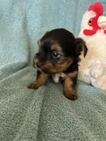 Beau, a male Yorkshire Terrier for sale in Holly Pond, AL – Photo 8 of 8