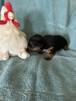 Beau, a male Yorkshire Terrier for sale in Holly Pond, AL – Photo 5 of 8