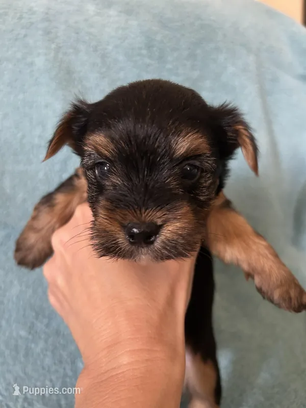 Beau – Yorkshire Terrier puppy for sale in Holly Pond, AL