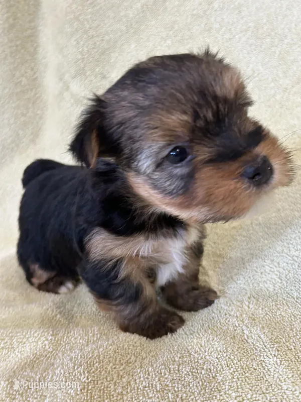 Joplin – Yorkshire Terrier puppy for sale in Holly Pond, AL