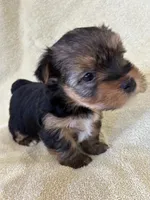 Joplin, a female Yorkshire Terrier for sale in Holly Pond, AL – Photo 1 of 6