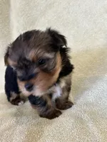 Joplin, a female Yorkshire Terrier for sale in Holly Pond, AL – Photo 5 of 6