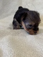 Joplin, a female Yorkshire Terrier for sale in Holly Pond, AL – Photo 3 of 6