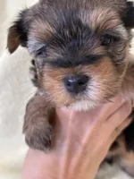 Joplin, a female Yorkshire Terrier for sale in Holly Pond, AL – Photo 2 of 6