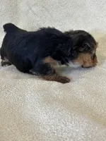 Joplin, a female Yorkshire Terrier for sale in Holly Pond, AL – Photo 6 of 6