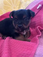 Toby, a male Yorkshire Terrier for sale in Holly Pond, AL – 3 of 7