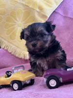 Sadie, a female Yorkshire Terrier for sale in Holly Pond, AL – 3 of 7