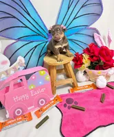 Hershey, a female Chihuahua for sale in Houston, TX – Photo 4 of 9