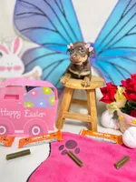 Hershey, a female Chihuahua for sale in Houston, TX – Photo 2 of 9