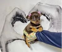 Belle, a female Chihuahua for sale in Houston, TX – Photo 6 of 10