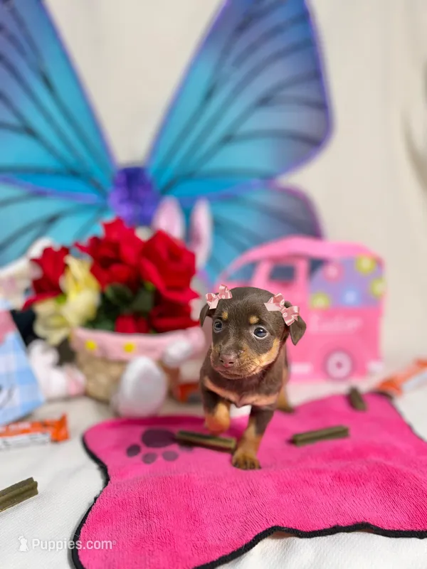 Hershey – Chihuahua puppy for sale in Houston, TX