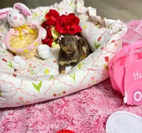 Belle, a female Chihuahua for sale in Houston, TX – Photo 10 of 10