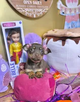 Belle, a female Chihuahua for sale in Houston, TX – Photo 3 of 10