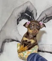 Belle, a female Chihuahua for sale in Houston, TX – Photo 4 of 10