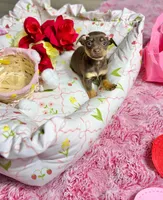 Belle, a female Chihuahua for sale in Houston, TX – Photo 9 of 10