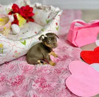 Belle, a female Chihuahua for sale in Houston, TX – Photo 8 of 10