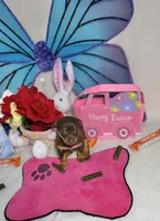 Hershey, a female Chihuahua for sale in Houston, TX – Photo 9 of 9