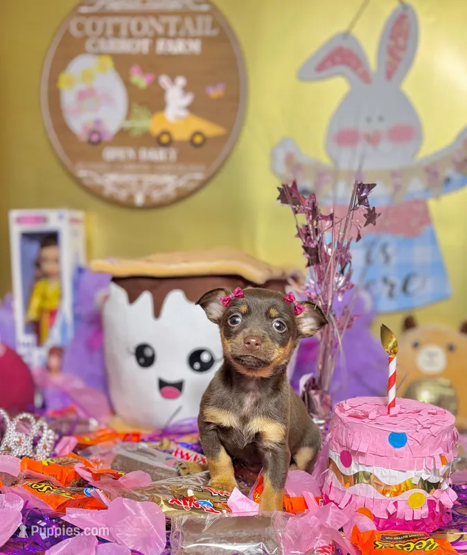 Belle – Chihuahua puppy for sale in Houston, TX