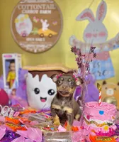 Belle, a female Chihuahua for sale in Houston, TX – Photo 1 of 10