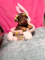 Hershey, a female Chihuahua for sale in Houston, TX – Photo 6 of 9