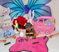 Hershey, a female Chihuahua for sale in Houston, TX – Photo 3 of 9