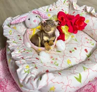 Belle, a female Chihuahua for sale in Houston, TX – Photo 7 of 10