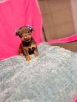 Hershey, a female Chihuahua for sale in Houston, TX – Photo 7 of 9