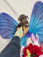 Hershey, a female Chihuahua for sale in Houston, TX – Photo 8 of 9