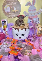 Belle, a female Chihuahua for sale in Houston, TX – Photo 2 of 10