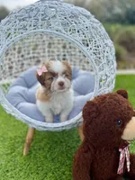 Bella, a female Maltipoo for sale in Houston, TX – Photo 2 of 7