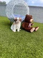 Bella, a female Maltipoo for sale in Houston, TX – Photo 5 of 7