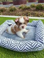 Bella, a female Maltipoo for sale in Houston, TX – Photo 4 of 7