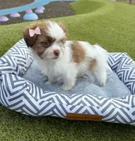 Bella, a female Maltipoo for sale in Houston, TX – Photo 3 of 7