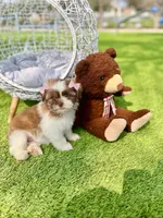 Beauty, a female Maltipoo for sale in Houston, TX – Photo 4 of 7