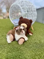 Beauty, a female Maltipoo for sale in Houston, TX – Photo 1 of 7