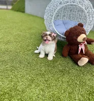 Beauty, a female Maltipoo for sale in Houston, TX – Photo 7 of 7