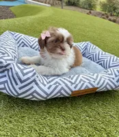 Beauty, a female Maltipoo for sale in Houston, TX – Photo 3 of 7