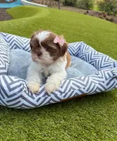Beauty, a female Maltipoo for sale in Houston, TX – Photo 6 of 7