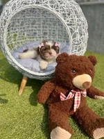 Beauty, a female Maltipoo for sale in Houston, TX – Photo 2 of 7