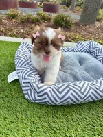 Beauty, a female Maltipoo for sale in Houston, TX – Photo 5 of 7