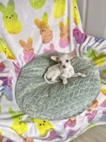 Pearlie, a female Chihuahua for sale in Houston, TX – Photo 8 of 8
