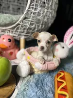 Pearlie, a female Chihuahua for sale in Houston, TX – Photo 2 of 8