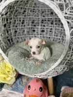 Pearlie, a female Chihuahua for sale in Houston, TX – Photo 4 of 8