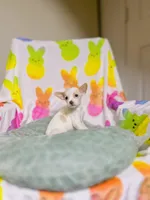 Pearlie, a female Chihuahua for sale in Houston, TX – Photo 5 of 8