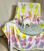 Pearlie, a female Chihuahua for sale in Houston, TX – Photo 7 of 8