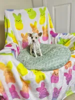 Pearlie, a female Chihuahua for sale in Houston, TX – Photo 6 of 8