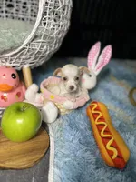 Pearlie, a female Chihuahua for sale in Houston, TX – Photo 3 of 8